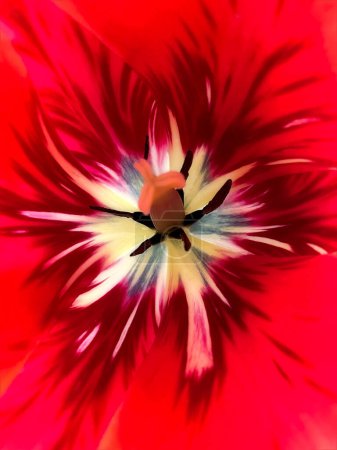   photo abstraite du milieu d'une fleur de tulipe rouge.