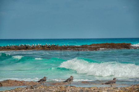 Rocky coast of the island with emerald water and birds on the shore