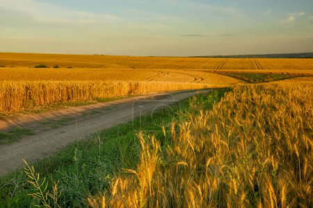 Téléchargez les photos : Chemin de terre au milieu des champs de blé roulant au coucher du soleil. - en image libre de droit