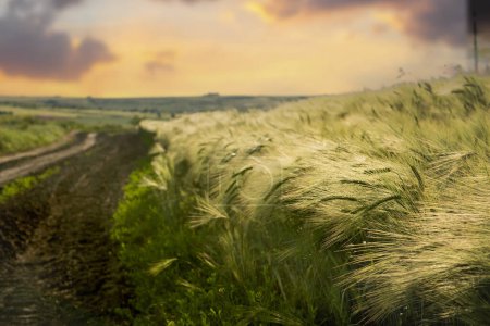 Téléchargez les photos : Chemin de terre parmi les champs de blé au coucher du soleil. - en image libre de droit