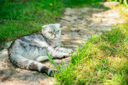 A gray fold-eared cat lies resting on a path in the garden.