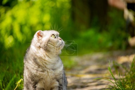 graue Katze spaziert im Frühlingsgarten