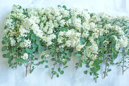 branches with white spirea flowers on a gray background. Flat top view. Floral background.