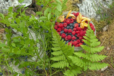 wild berries raspberries and blueberries and wild chanterelle mushrooms among fern leaves in the forest. Collected forest mushrooms and berries. gathering