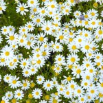 Daisies in the meadow. View from above. Not cultivated daisies.
