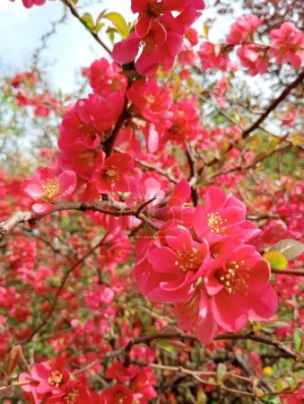 beautiful flowering Aiva Japanese or Henomeles