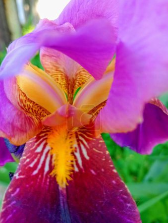 Iris Deutschland - bunte Regenbogenfarbe der Frühlingsblumen in der Nähe.
