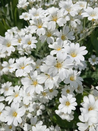 Weiße Blumen Jaskolka Filz, Schneeteppich, Stauden - kleine Blumen, wachsender Teppich, für Blumenbeete und alpine Rutschen. 