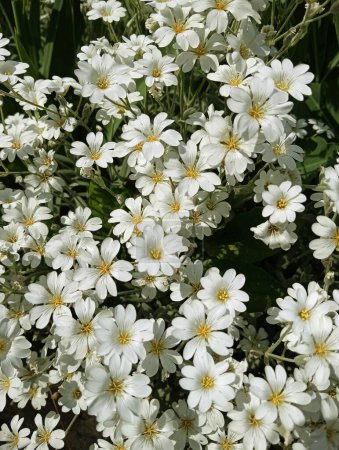 Fleurs blanches Feutre Jaskolka, tapis de neige, vivaces - petites fleurs, tapis de culture, pour parterres de fleurs et toboggans alpins. 