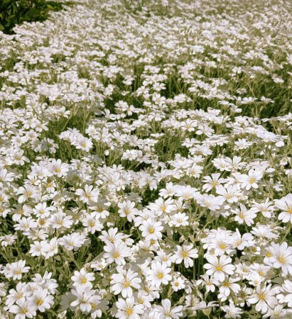 Fleurs blanches Feutre Jaskolka, tapis de neige, vivaces - petites fleurs, tapis de culture, pour parterres de fleurs et toboggans alpins. 