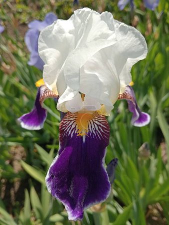 Iris Germany - colorful rainbow color of spring flowers near.
