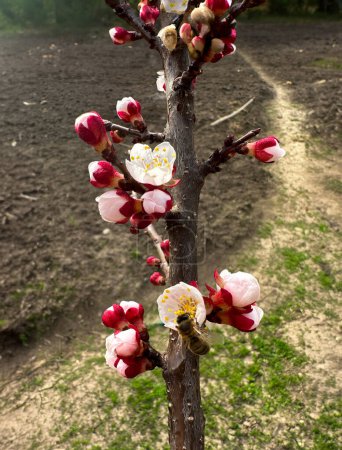 apricot blossom at the beginning of flowering