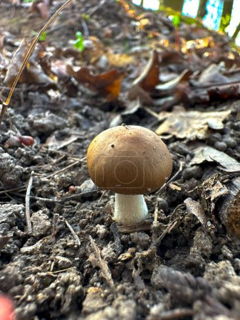 champignon crapaud de printemps dans la forêt