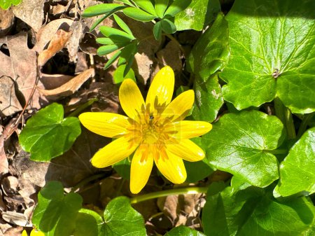 flor del bosque amarillo sobre un fondo de hojas verdes