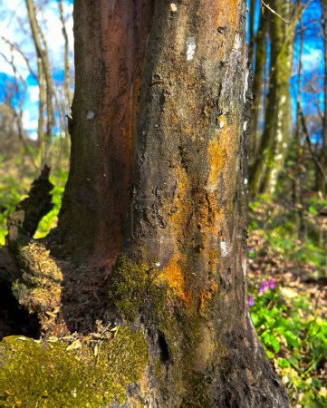 corteza de roble en el bosque de primavera