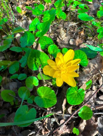 Frühling gelbe Blumen im sonnigen Wald