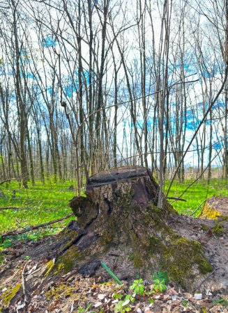 Téléchargez les photos : Souche dans la forêt de printemps - en image libre de droit