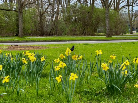 Frühling im Park. Goldene Schwertlilien auf dem städtischen Rasen. Pflanzen und Blumen.