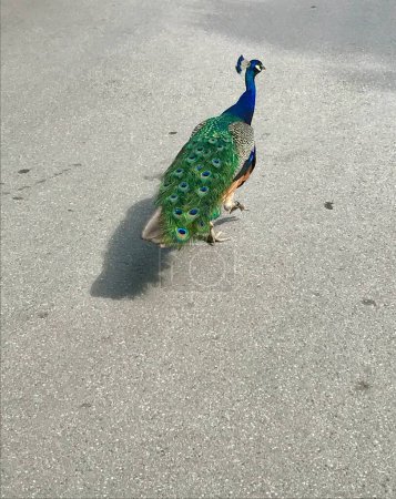 Pavo real con plumas. Pavo real verde camina a lo largo de un camino de asfalto.