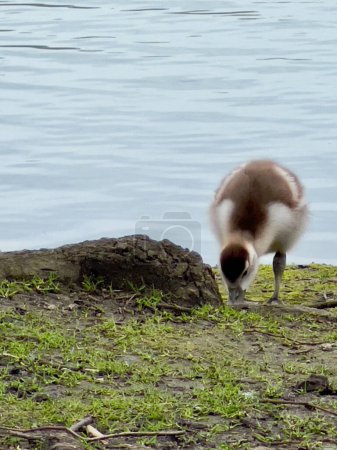 A growing duckling nibbles grass by the lake. Nile goose. Cologne.