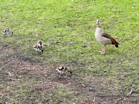 Ducklings; under the supervisionof mother duck; nibble grass in a clearing. Nile goose.