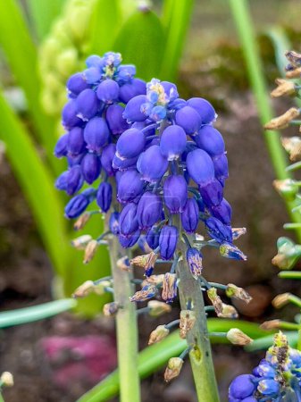 Blaue Hyazinthen blühen. Eine Pflanze mit sattblauen Blüten.