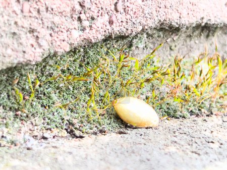 Un pequeño grano de calabaza acostado en una placa de hormigón sobre un musgo escaso. Moss en la placa de hormigón. Planta y flores.