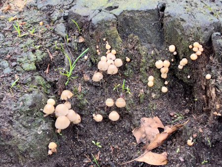 Pilze wachsen am 23. März auf einem alten Baumstumpf. Pilze im Wald.
