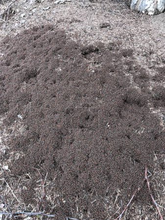 Ant on an anthill. Ants bask in the sun, tightly huddled together. Large anthill. The entire ant population.