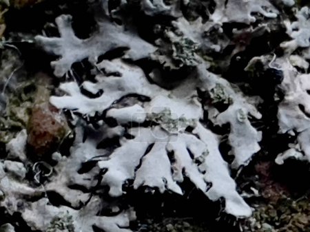 Auf der Oberfläche einer Betonplatte wächst eine kleine graue Flechte. Hämmerte Schildflechten. Nahaufnahme. Parmelia sulcata ist eine Pilzarte aus der Familie der Parmeliaceae.