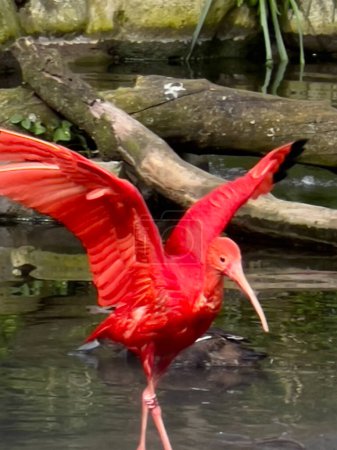 Scarlet ibis stands in a pond with its wings spread.