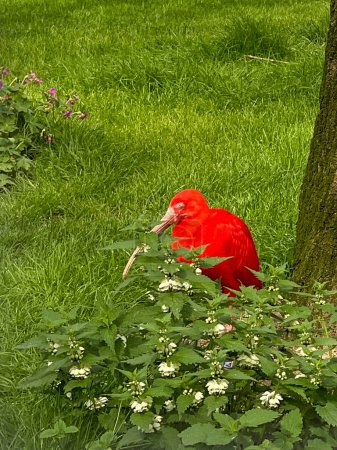 Scarlet ibis hiding in the grass.