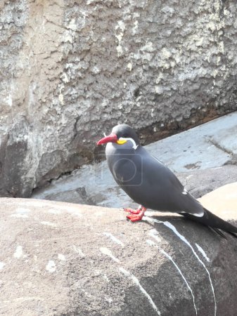 Inca sterne oiseaux se tient sur une pierre