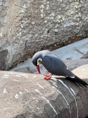Inca tern bird stands on a stone