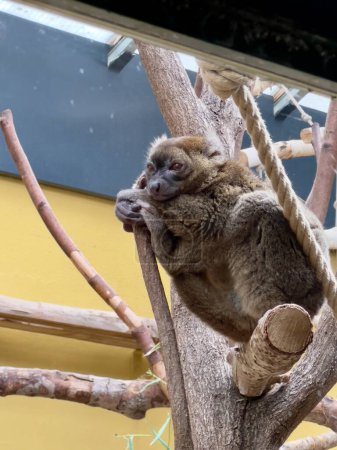 A bamboo lemur sits in an enclosure, thoughtful and sad.