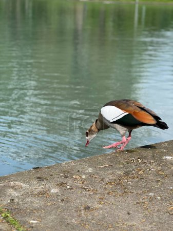 A Nile goose steps into the water of an artificial pond.