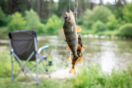 Photo for Perch on fishing-rod on a blurred lake background. wild fishing concept. - Royalty Free Image