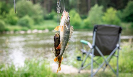 Photo for Perch on fishing-rod on a blurred lake background. wild fishing concept. - Royalty Free Image