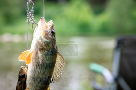 Photo for Perch on fishing-rod on a blurred lake background. wild fishing concept, copy space. - Royalty Free Image