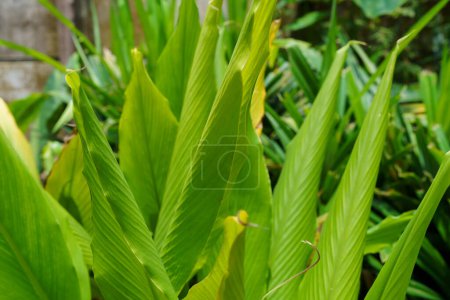 Curcuma raktakanta leaf. The plant is used traditionally to treat inflammation, pain, and a variety of skin ailments including wounds,menstrual irregularities. nature background.