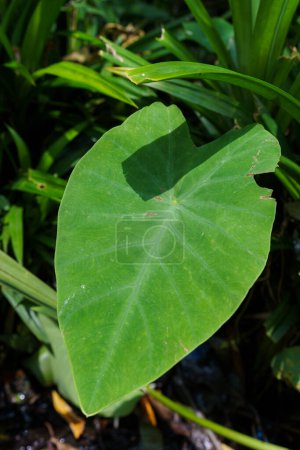 Elephant ear ( Colocasia esculenta (L.) Schott ) Full frame of taro leaves. Tropical leaves. Close up Elephant ear leaves for background. Japanese taro