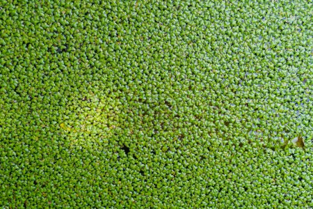 Wolffia arrhiza. Rootless Duckweed on The water for background or texture.