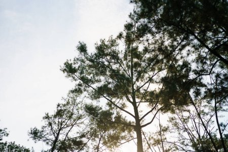 Foto de Hermosos pinos bajo cielo azul profundo y fondo de luz solar. - Imagen libre de derechos