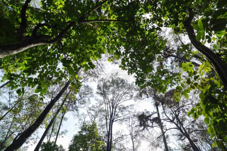 Foto de Hermosos pinos bajo el cielo azul profundo. - Imagen libre de derechos