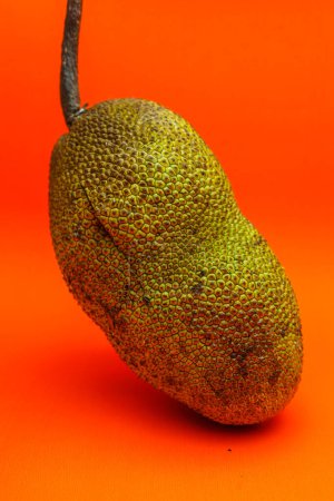 Photo for Cempedak or Artocarpus Integer, is same genus as jackfruit. It is native fruit to southeast Asia, isolated on orange background - Royalty Free Image