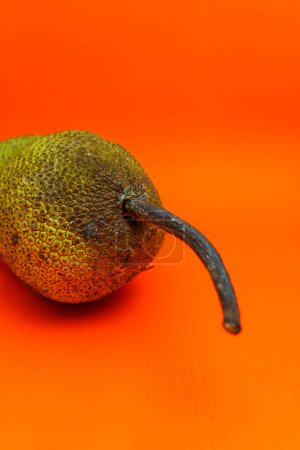 Cempedak oder Artocarpus Integer, ist dieselbe Gattung wie Jackfrucht. Es ist eine einheimische Frucht aus Südostasien, isoliert auf orangefarbenem Hintergrund