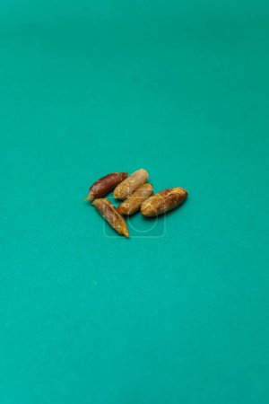 A pile seeds of dates or phoenix dactylifera which is usually consumed by Muslims when breaking the fast in the month of Ramadan. Isolated on green background.