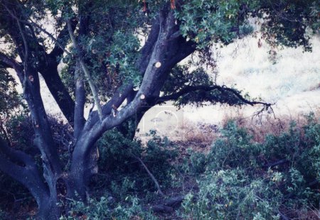 Foto de Árboles escarpados en el bosque - Imagen libre de derechos