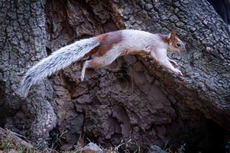A dynamic snapshot of a squirrel in mid-leap, showcasing its agility.