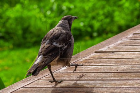 A contemplative bird stands on a wooden deck, greenery in the background.